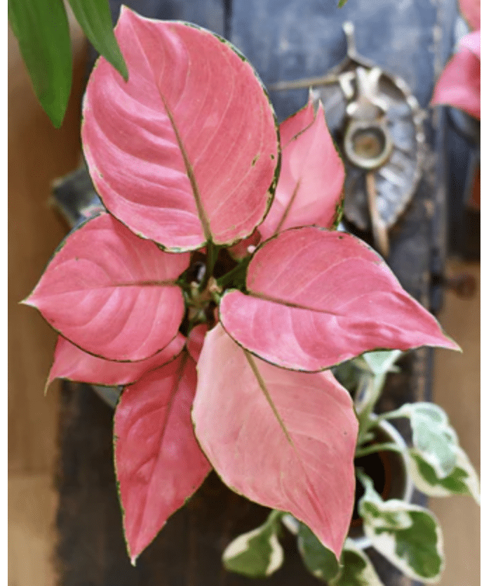 Pink chinese evergreen leaves
