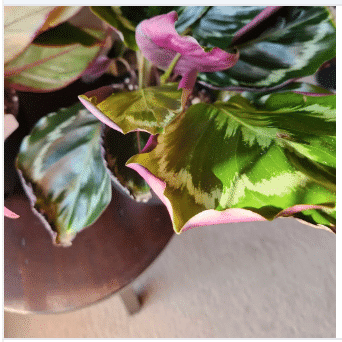 calathea triostar kaufen Stromanthe 'Triostar' 6