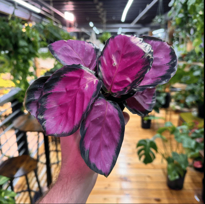 Purple Calathea: Care Guide for Every Purple Variety - Houseplants Nook