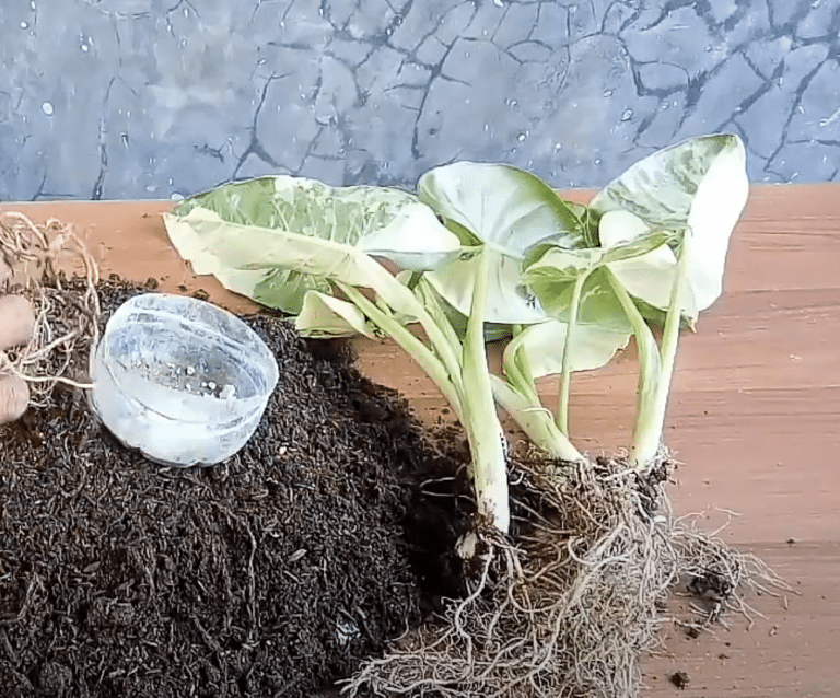 Rhizomes variegated alocasia