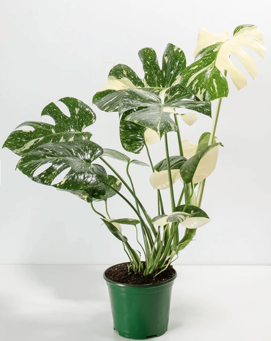 White Monstera Deliciosa: care - Houseplants Nook