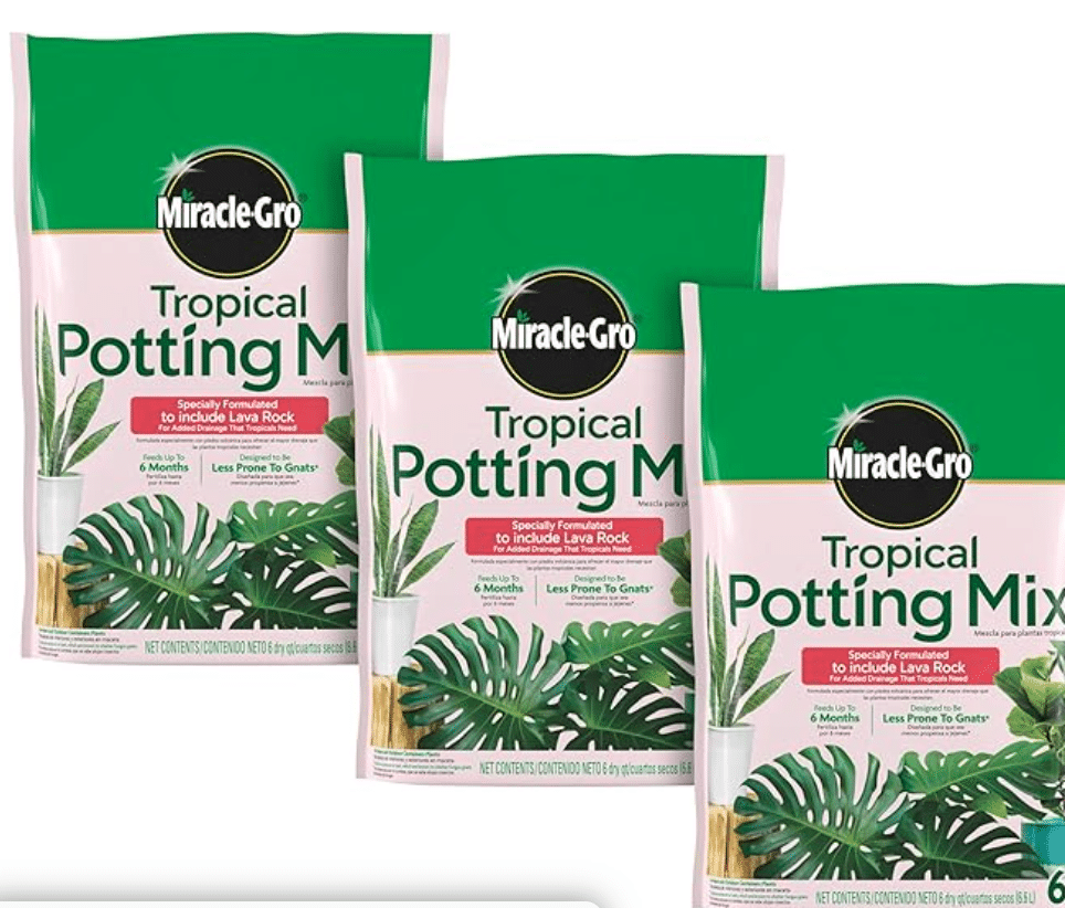 Hanging Spider Plant: How to Hang, Care & Best Pots - Houseplants Nook