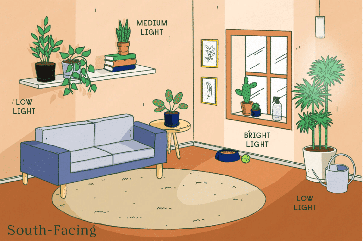 Ultimate Anthurium care guide - Houseplants Nook