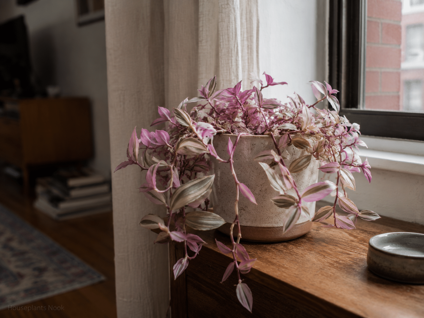 Pink and green Tradescantia Bubblegum trailing from a ceramic pot beside a naturally lit window.