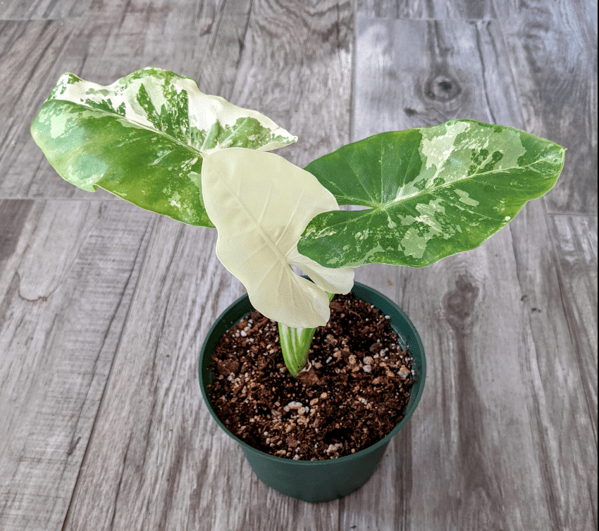 Variegated alocasia in black pot