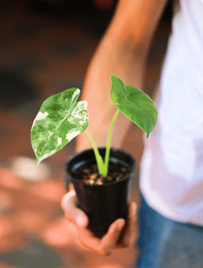 Variegated alocasia in soil