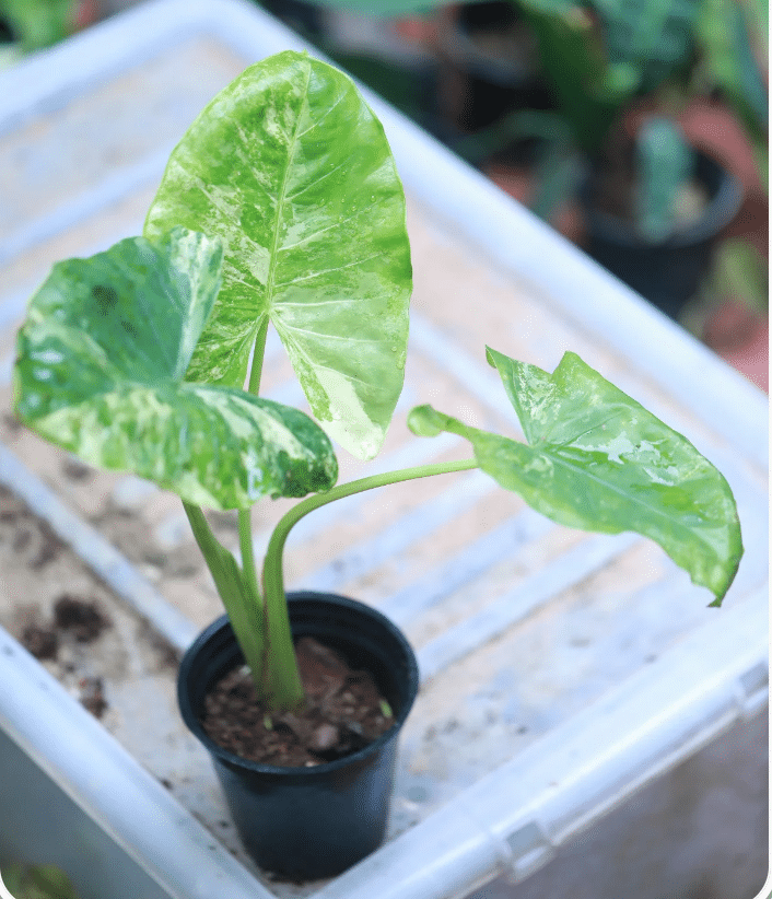 Variegated alocasia small in black pot