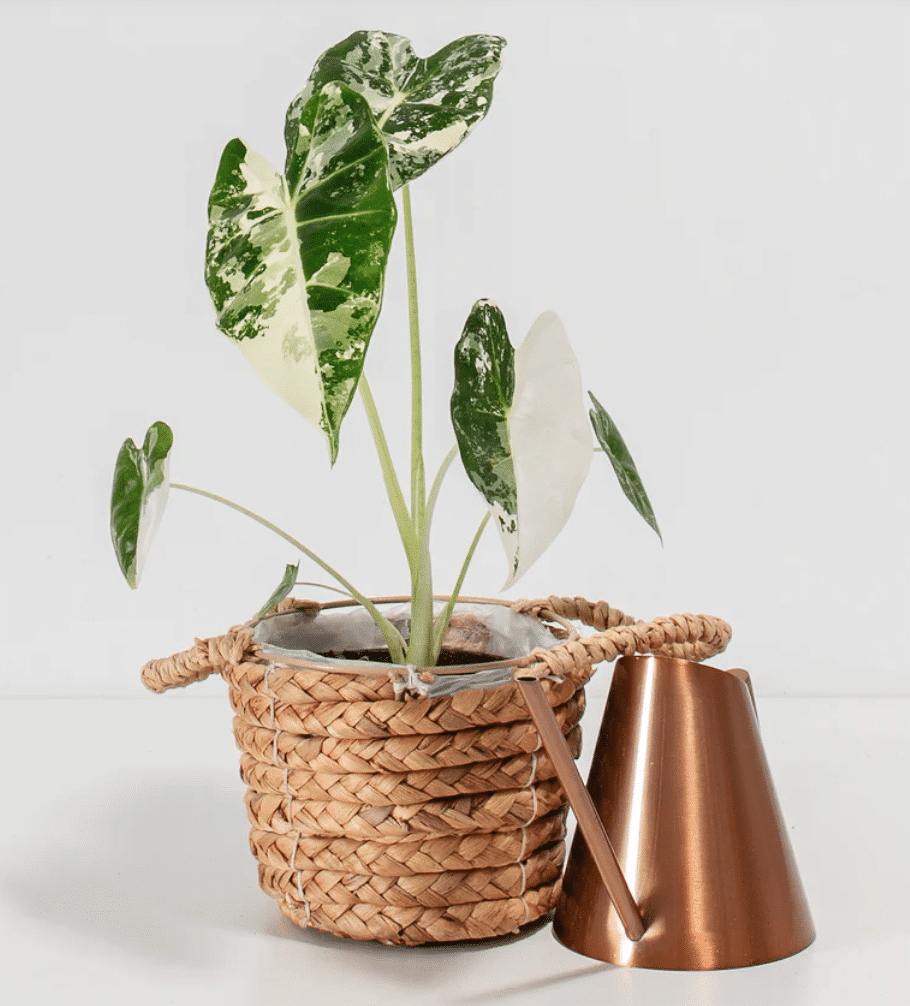 Variegated alocasia in a jute pot