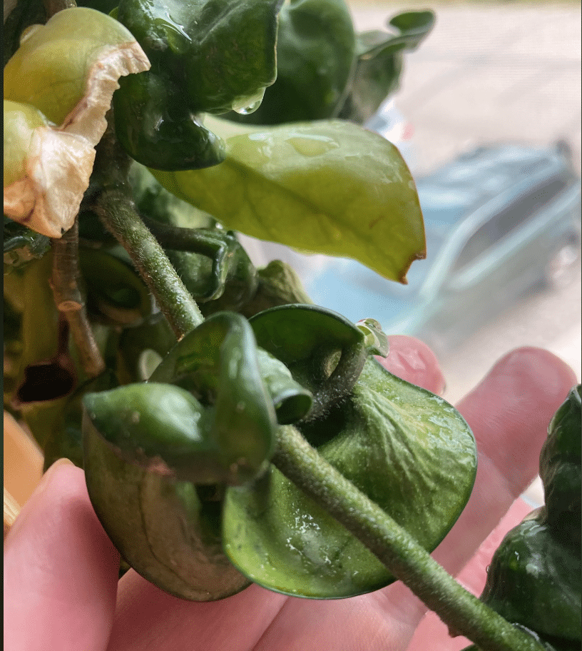 Yellow hoya rope plant
