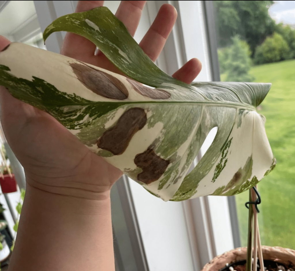 brown spots on monstera deliciosa