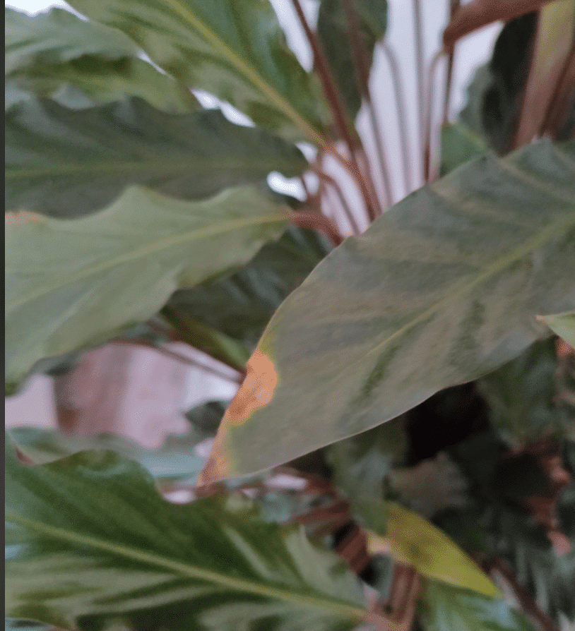browning tips calathea rufibarba