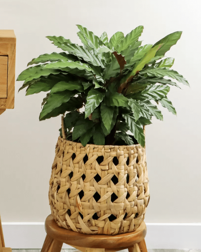 calathea rufibarba in jute bag