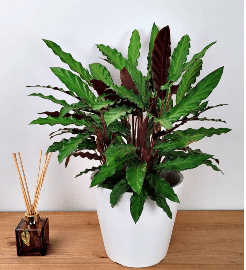 calathea rufibarba in white pot