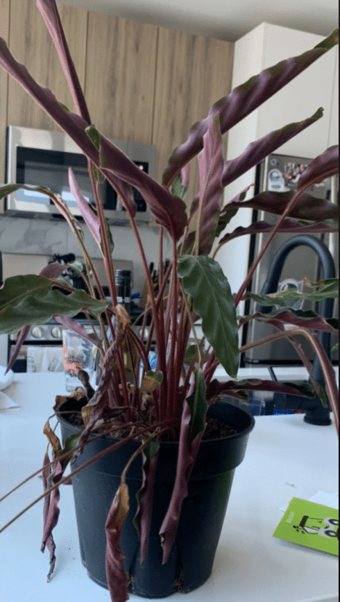 calathea rufibarba leaves wilting