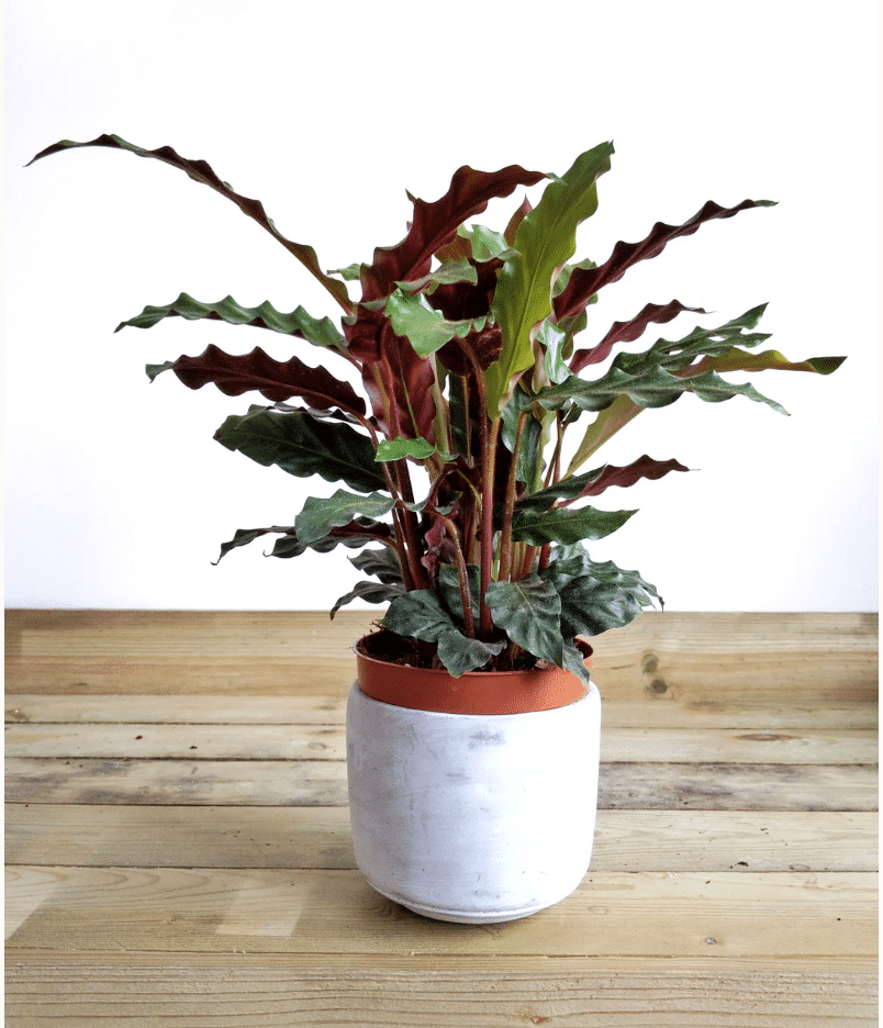 calathea rufibarba