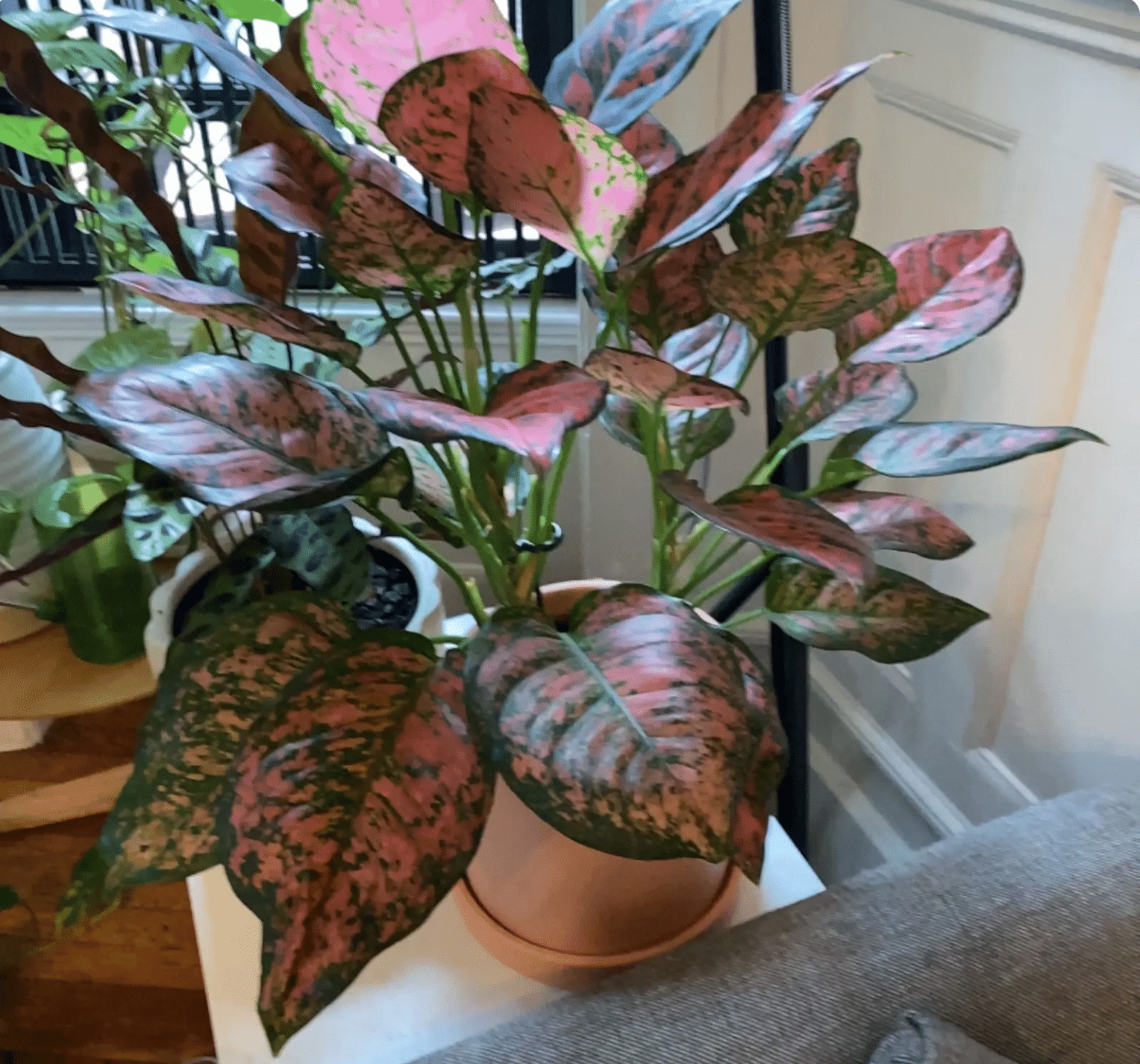 fading pink chinese evergreen