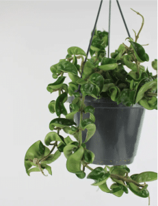hanging hoya rope plant