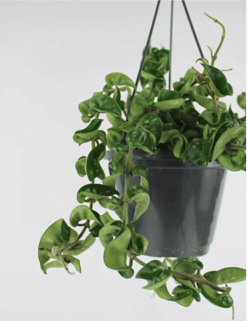hanging hoya rope plant