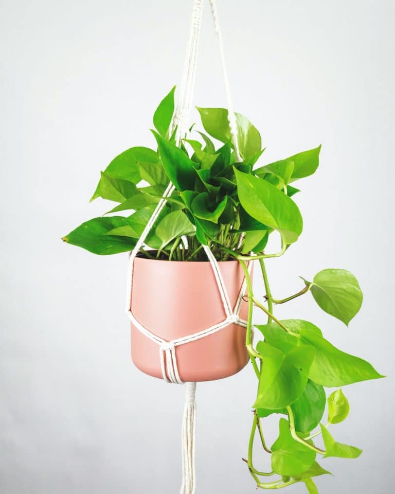 Hanging pothos: care and styling guide