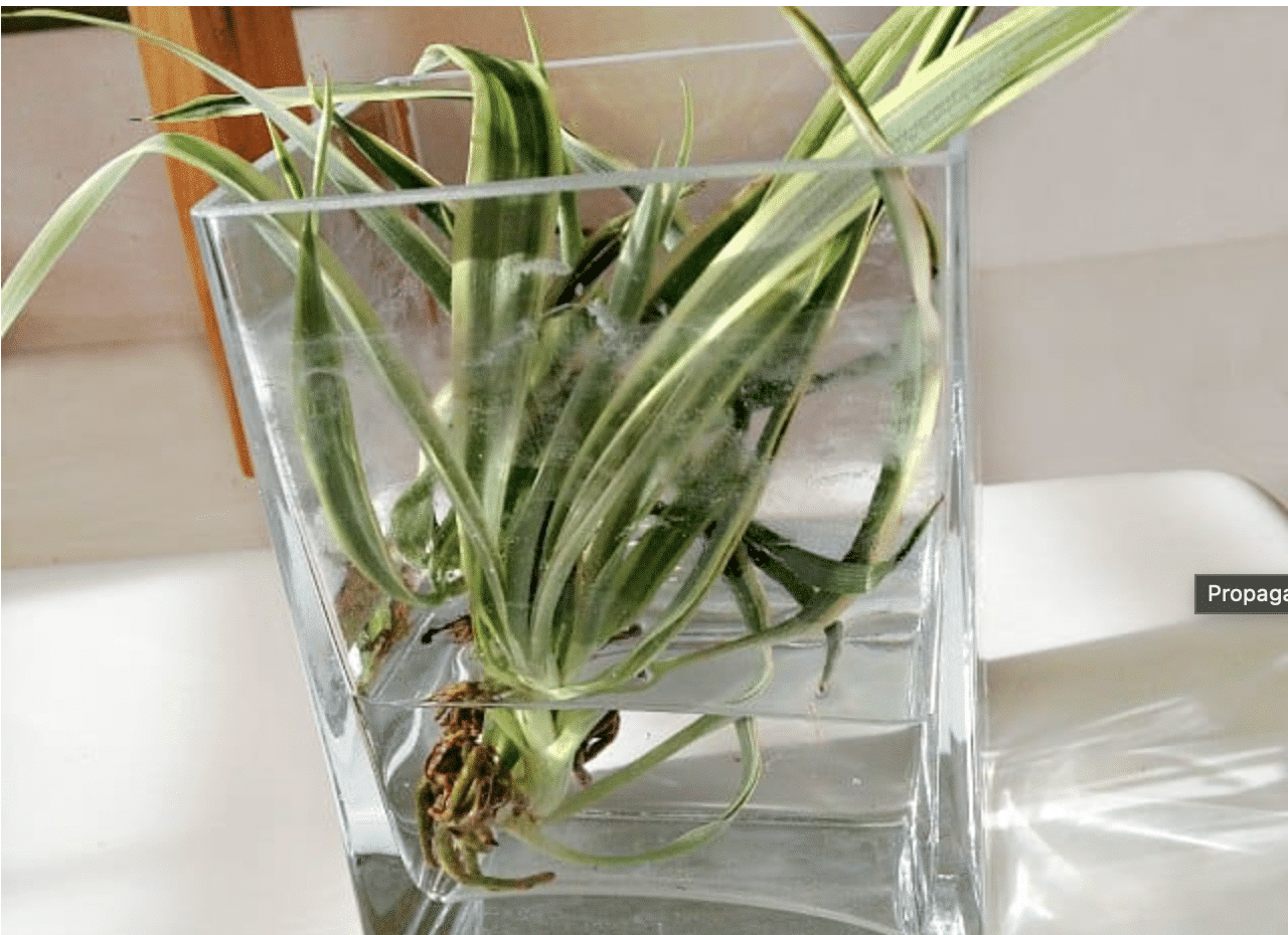 Hawaiian Spider Plant Care guide to lush and curly leaves - Houseplants Nook