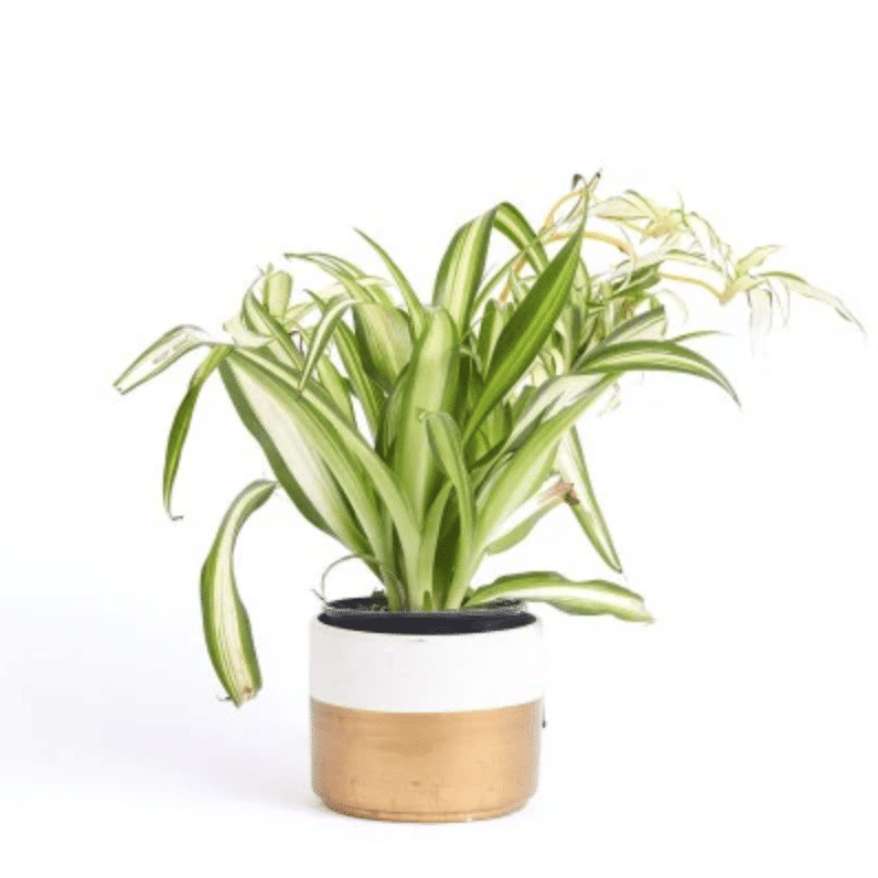 cute plant pots Sweetheart Smiley Pot  House Plant Paradise