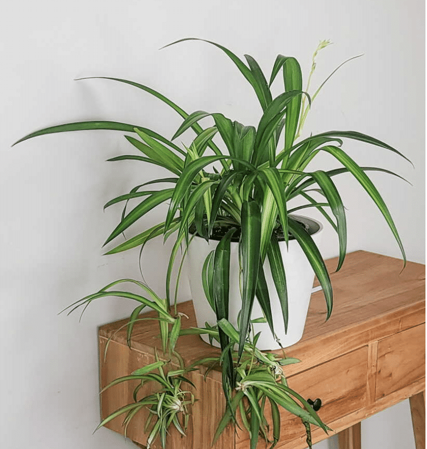 hawaiian spider plant in a white pot