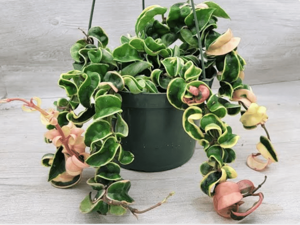 hoya rope plant