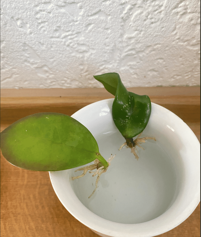 hoya rope plant leaf cutting in water