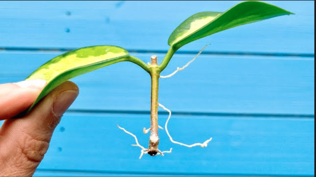 Hoya Rope Plant Care: The Complete Hindu Rope Guide - Houseplants Nook