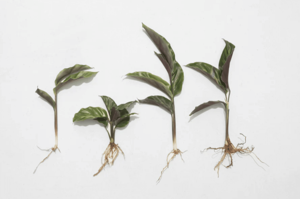 individual divisions of calathea rufibarba