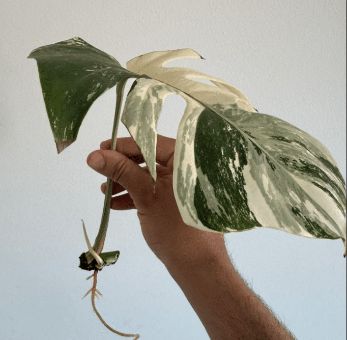 individual stem monstera white
