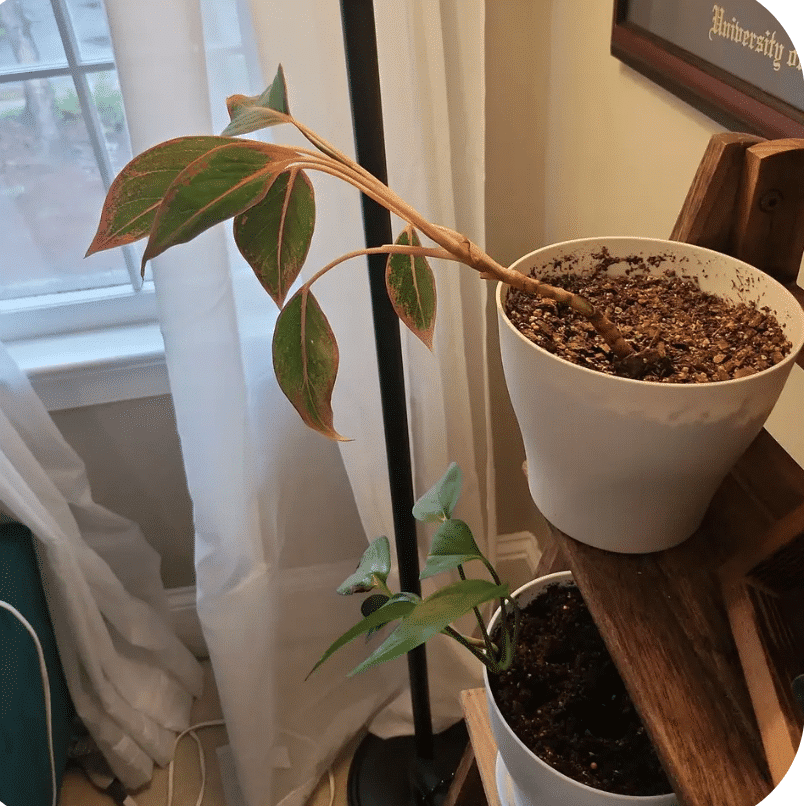 leggy pink chinese evergreen