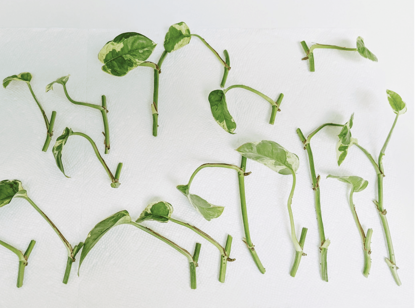 Hanging pothos: care and styling guide - Houseplants Nook