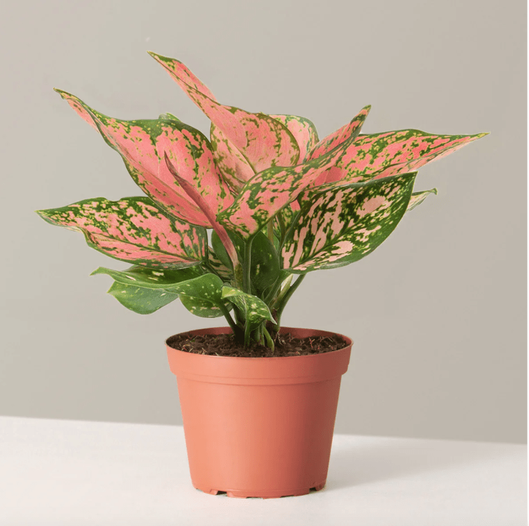 Pink chinese Evergreen: Care and styling guide