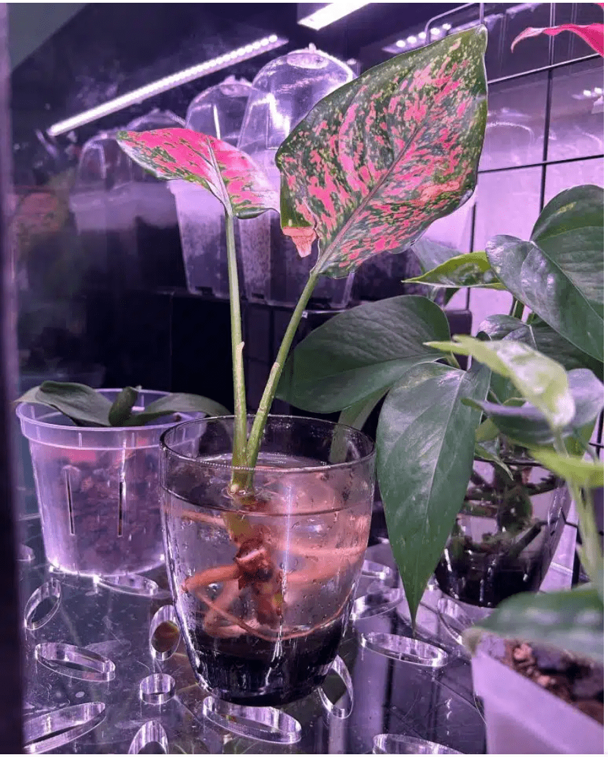 pink chinese evergreen in water propagation
