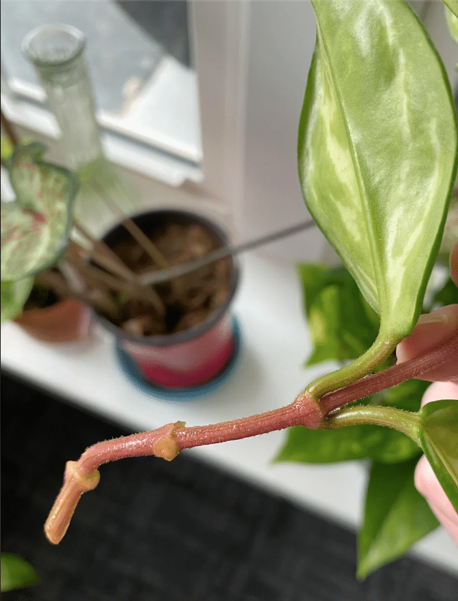 pruning hoya rope plant