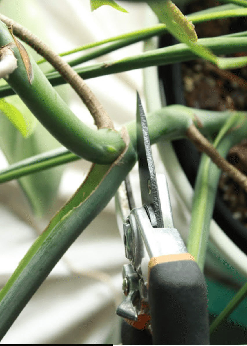 pruning white monstera