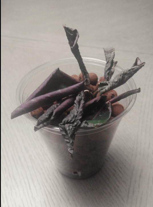 Purple Calathea: Care Guide for Every Purple Variety - Houseplants Nook