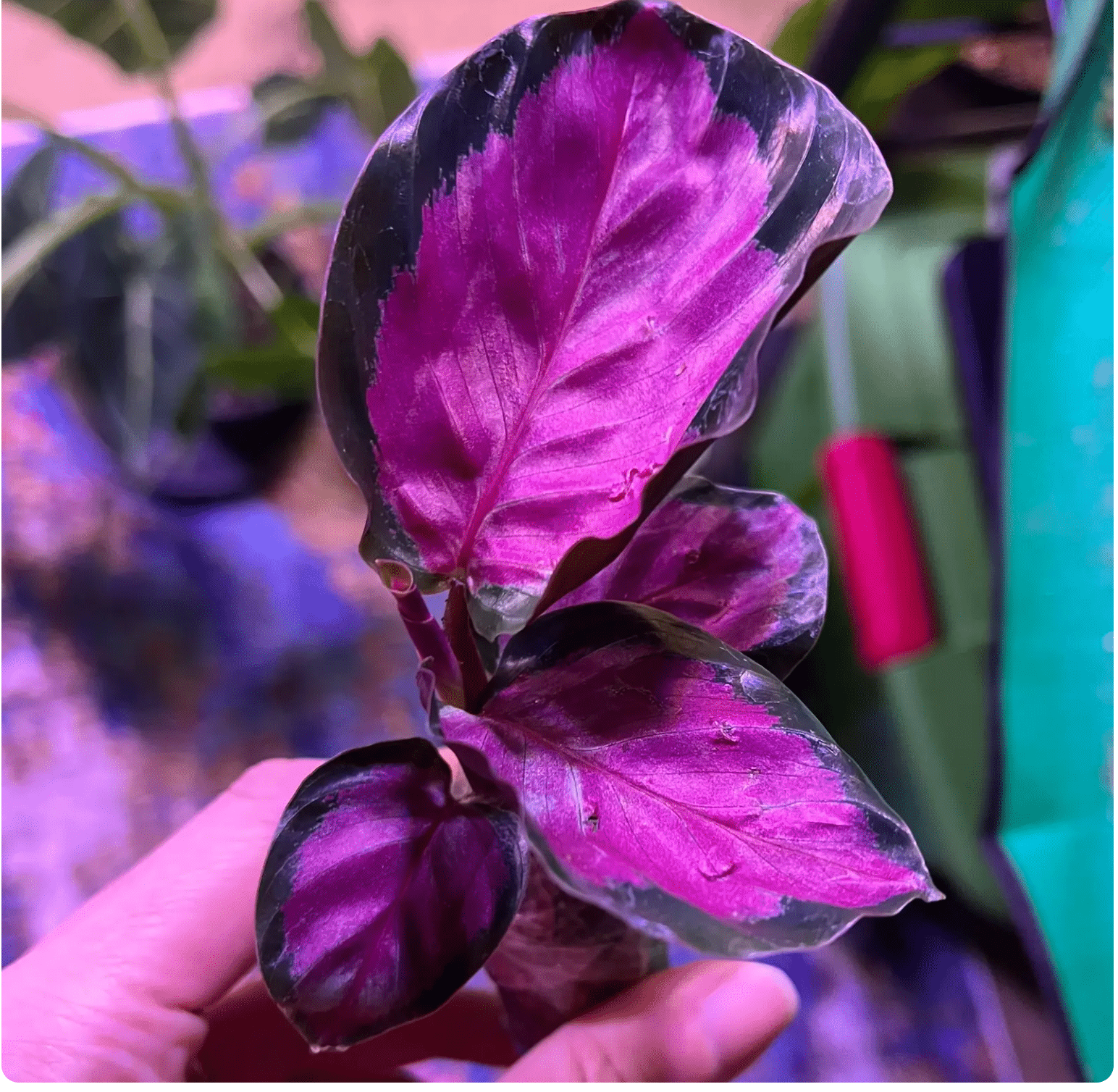 roseopicta dottie calathea Calathea roseopicta 'Dottie'