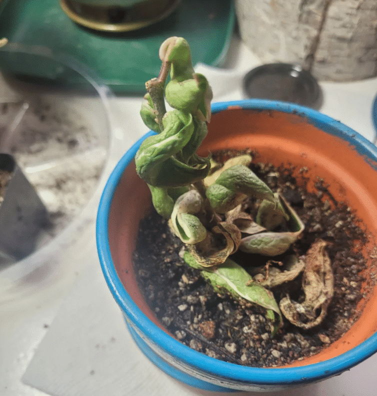 shrivelled hoya rope