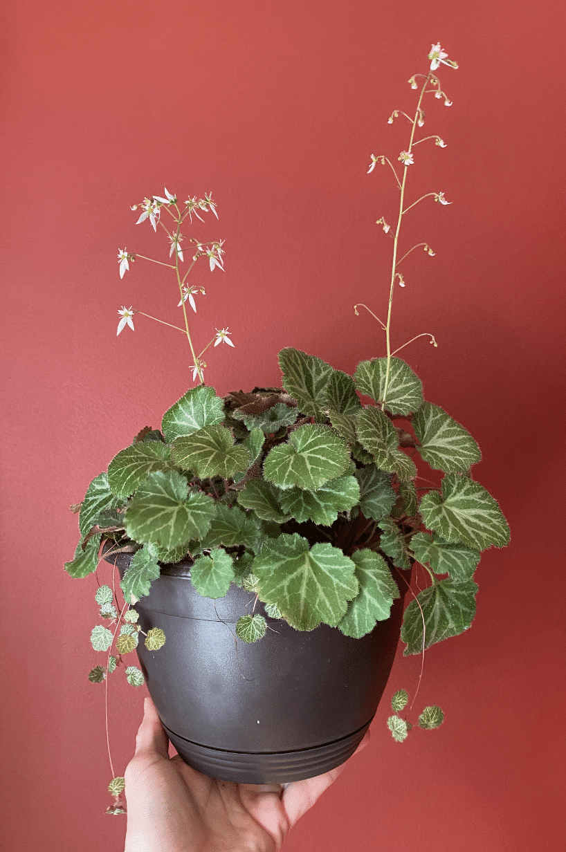 strawberrg begonia in black pot