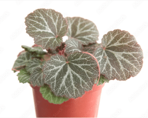 strawberry begonia in red pot