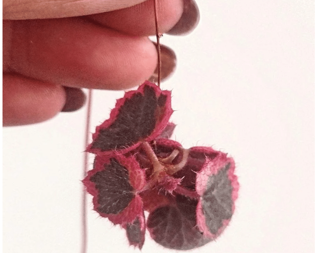Visual Reference: Strawberry Begonia Saxifraga Stolonifera Care Propagation