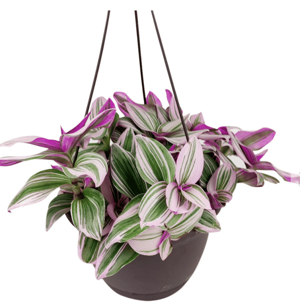 decoris planter Dorcey main image 0