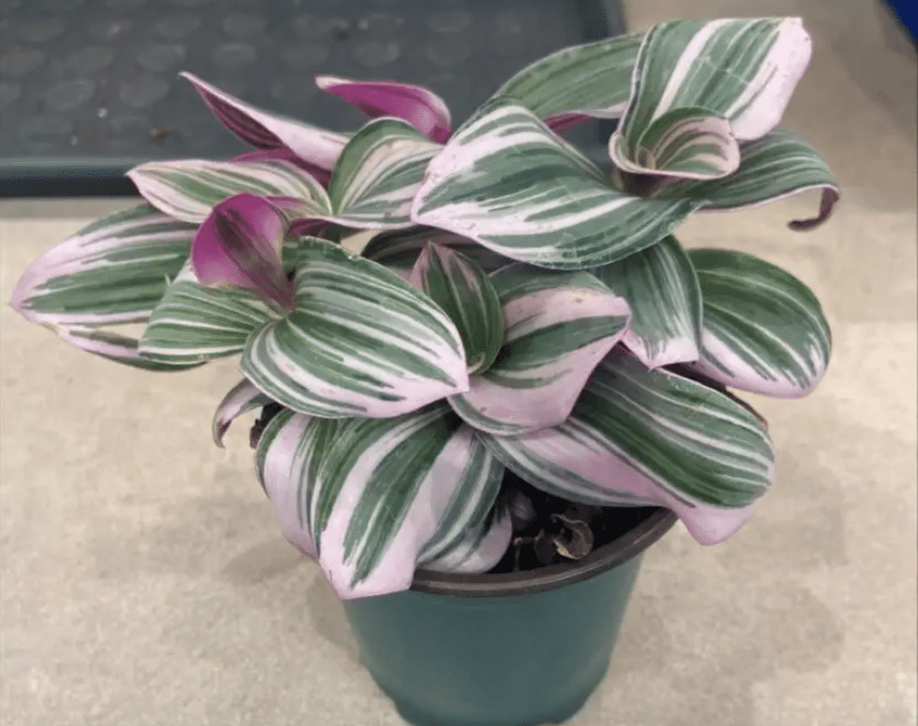 tradescantia bubblegum small