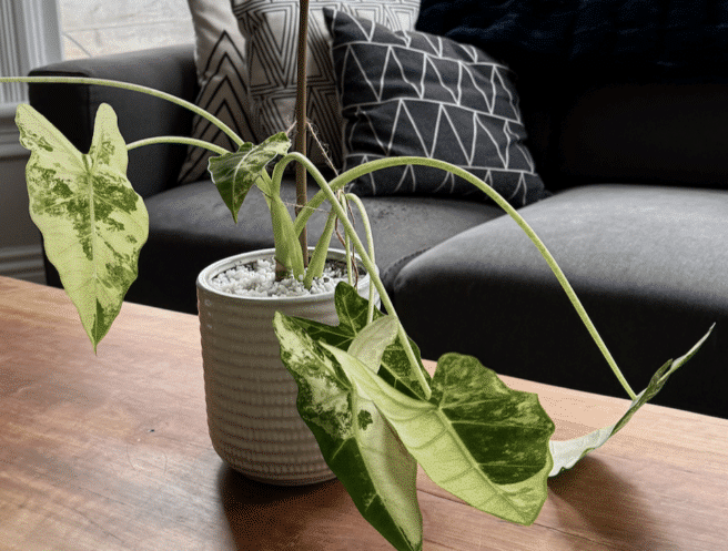 variegated alocaisa drooping