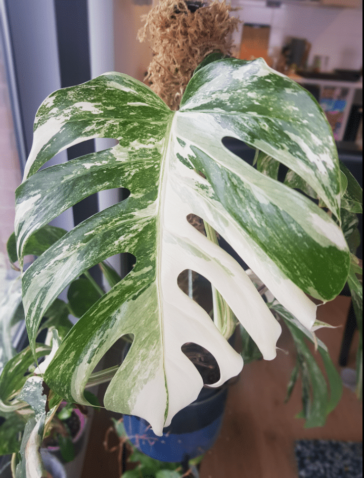 white monstera deliciosa leaf