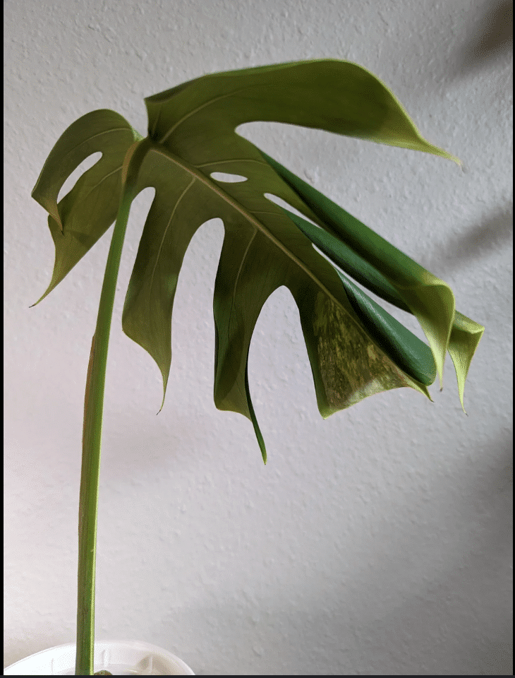wilting monstera