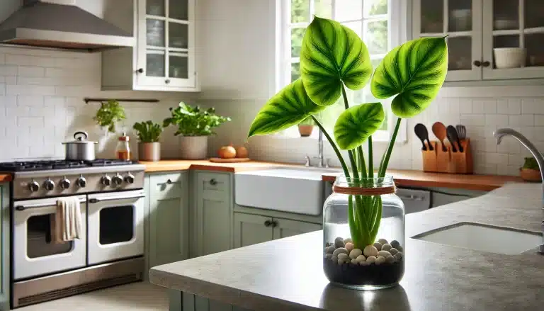 A bright kitchen countertop scene featuring an Alocasia Jacklyn plant under half a foot tall, styled in a glass jar planter with drain stones