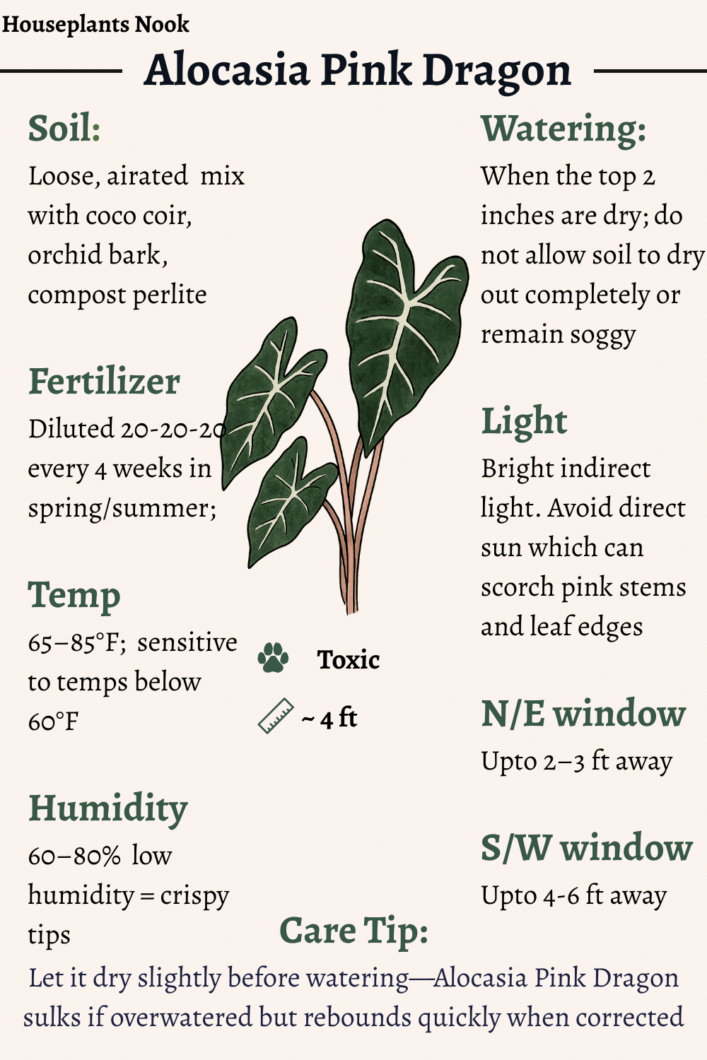 Alocasia Pink Dragon care: How to Keep Those Pink Stems Vivid - Houseplants  Nook